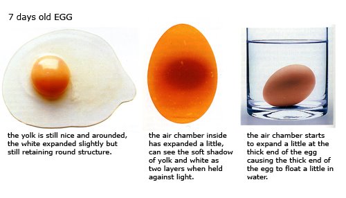 [A SevenDay Egg Using The Buoyancy Test]